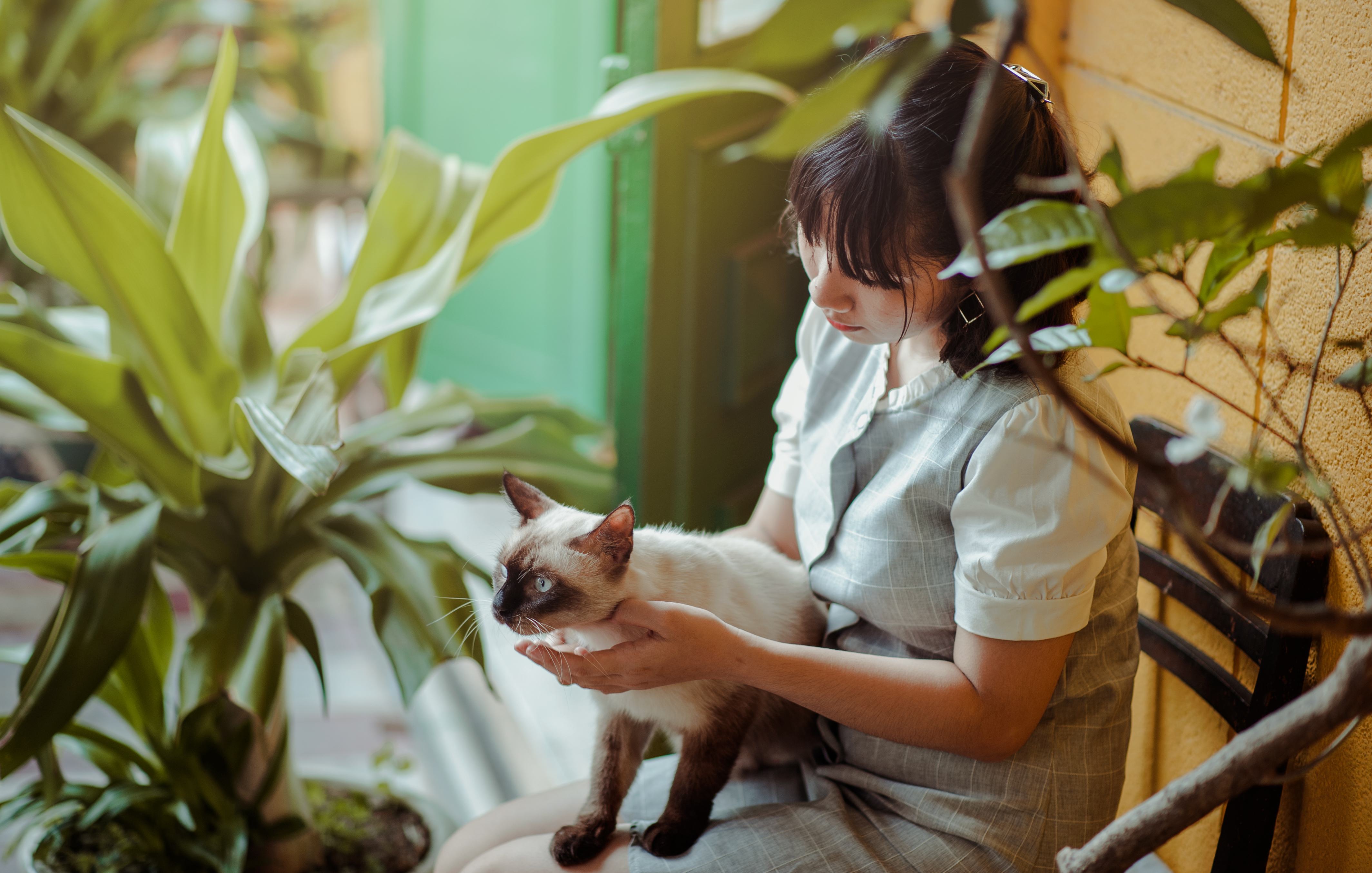Cómo darle una pastilla un gato?