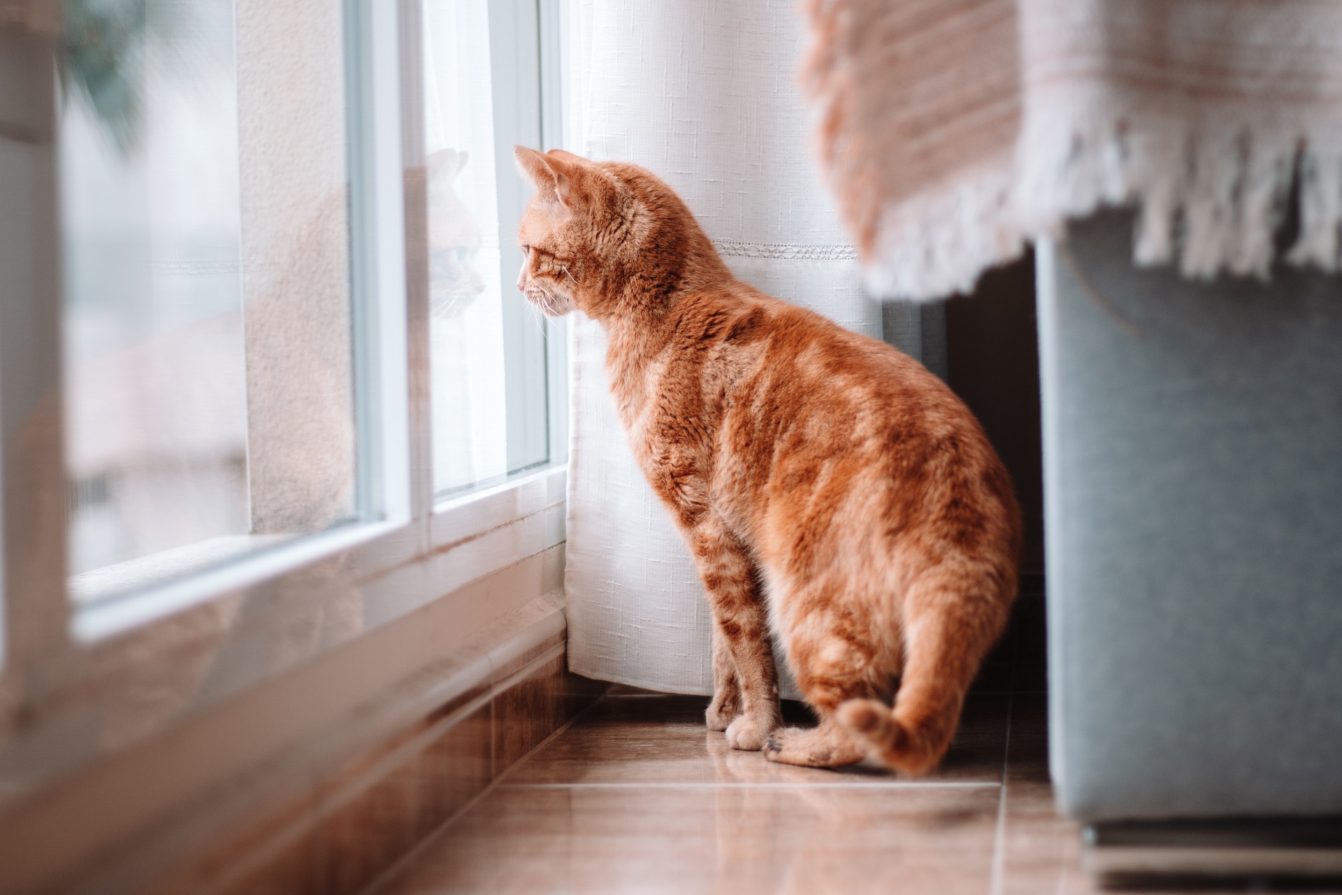 Cuánto tiempo puedo dejar a mi gato solo?