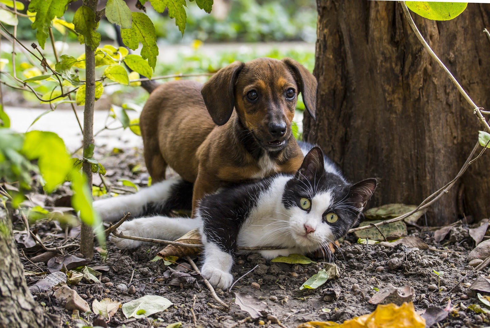 de vacunas para mascotas: y gatos