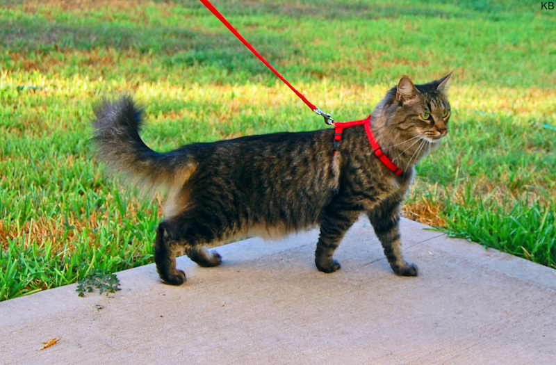 Cómo enseñar a un gato a pasear con correa