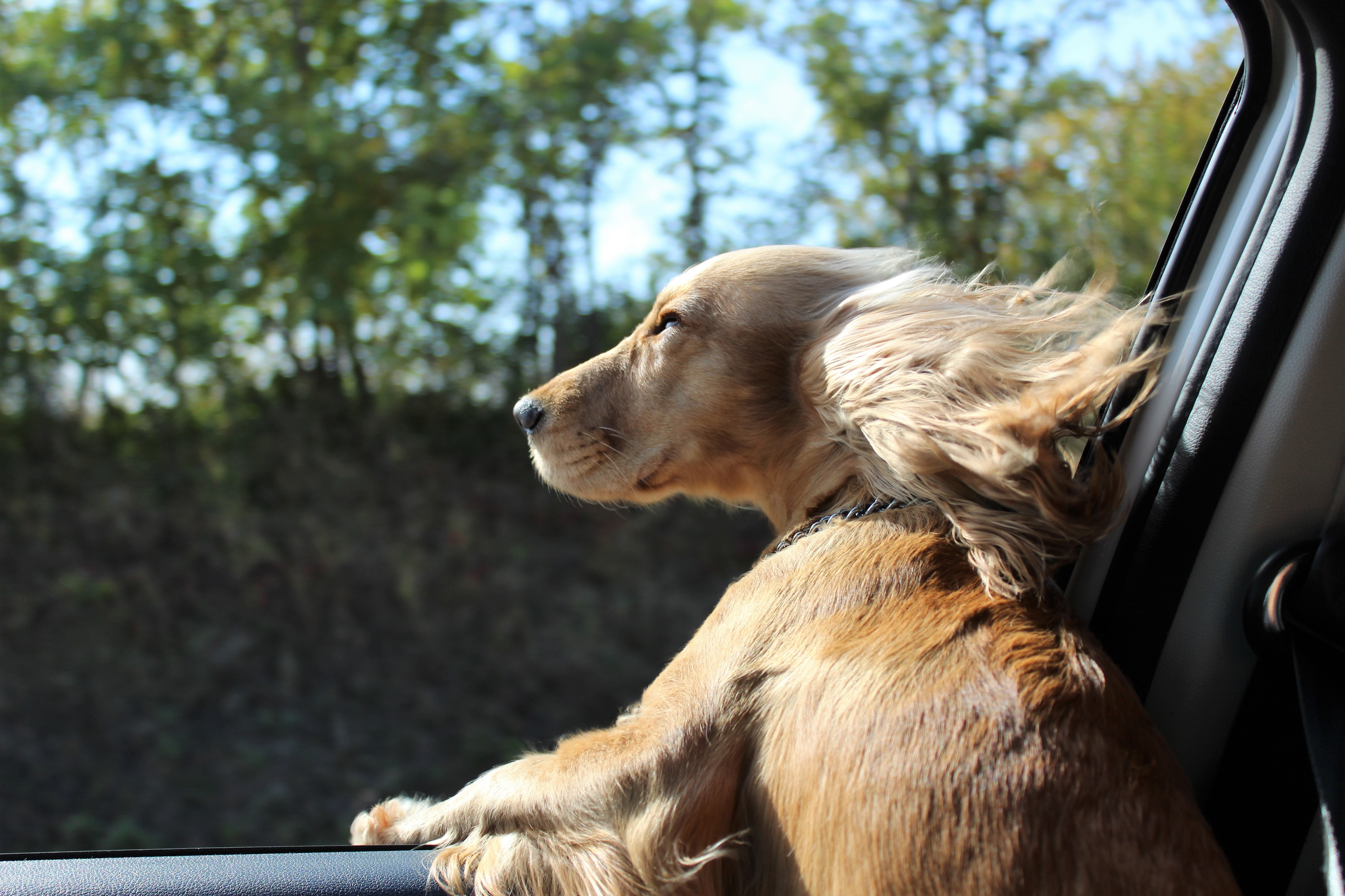 Cómo acostumbrar a tu perro a viajar en coche 