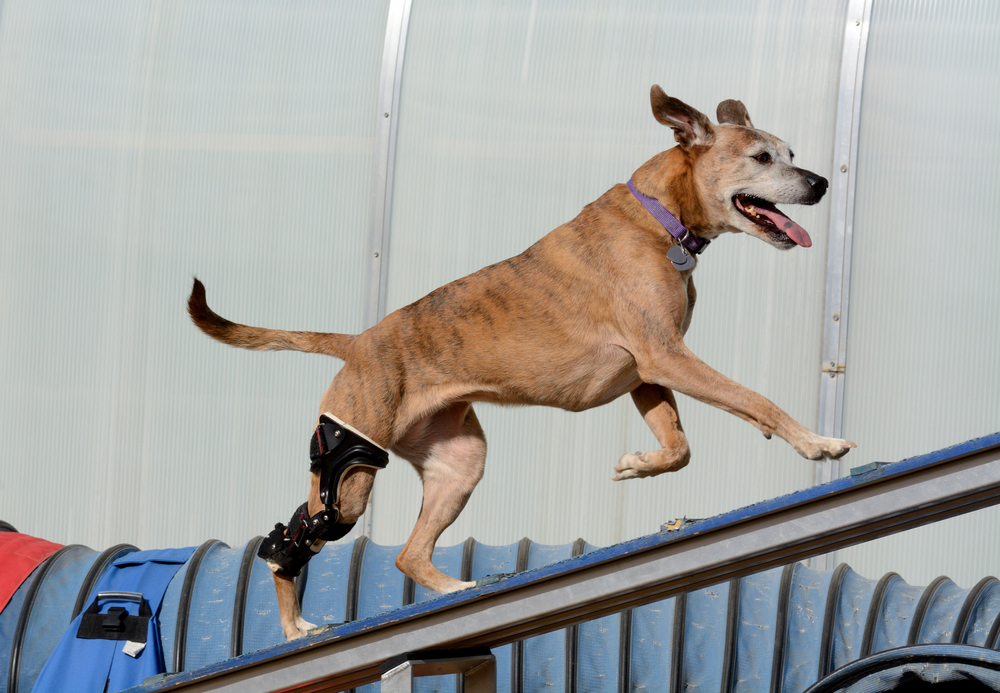 Escaleras para perros: Subir y bajar en forma segura