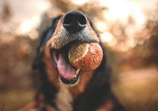 salud bucodental perros y gatos