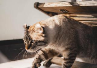 ¿Crees que tu gato tiene osteoartritis? Te contamos las señales a las que debes prestar atención.