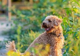 La llegada del otoño y los cambios de estación también afectan a tu perro.