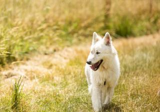 Desparasitar a tu perro es clave para proteger a toda la familia