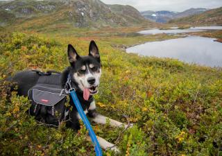 ciudades-a-las-que-viajar-con-tu-perro