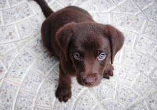 consejos para educar a un cachorro