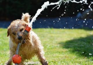 Cuidados de un perro en verano manguera