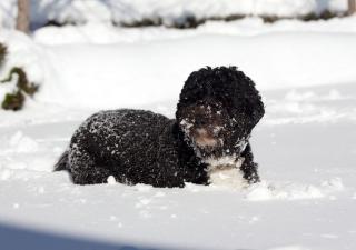 Entretener una mascota con nieve