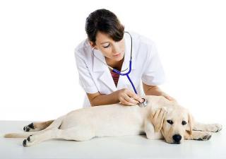 ¿Con qué frecuencia hay que llevar al veterinario a tus mascotas?