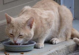 comida gatos