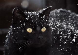 gato-nieve