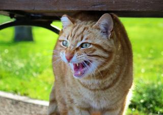 Gato bufando por miedo (Pixabay)