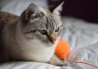 gato cómodo en su cama