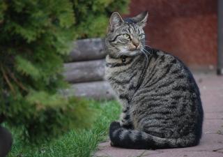 gato esterilizado