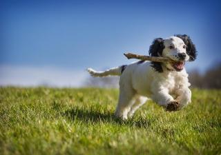 Ejercicio en perros 