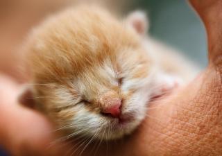 ¿Cómo cuidar a un gatito recién nacido?