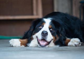 La jornada ideal para que tu mascota sea feliz