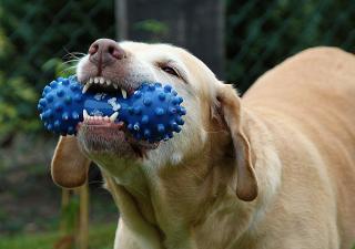 Juguetes para perros