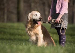 pasear a un perro con artrosis