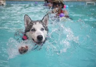 Parques acuaticos para animales