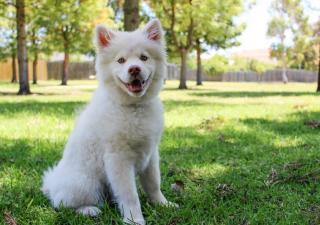 Esterilización de perros machos