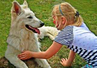  El perro, animal de compañía preferido de los españoles