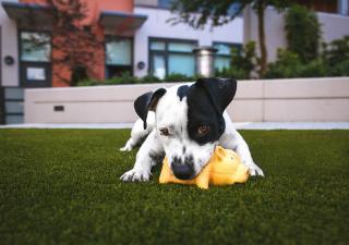 Perro jugando al césped