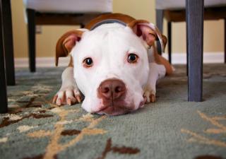 Perro nervioso por ir al veterinario (Pixabay)