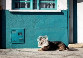 perro veterinario.