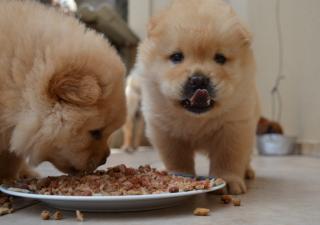 perros-comiendo