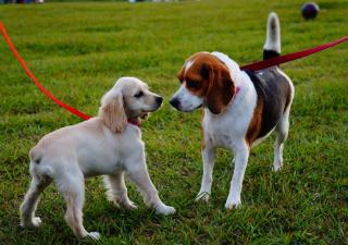 5 consejos para acoger a otro perro durante unos días