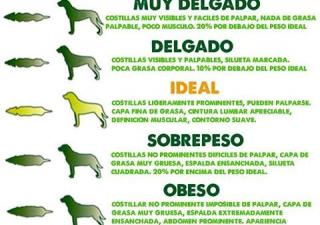 Peso perros