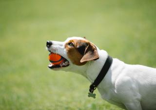 juegos de perros con pelotas
