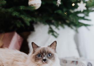 gatos en navidad