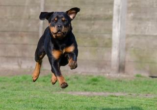 Razas de perros peligrosos