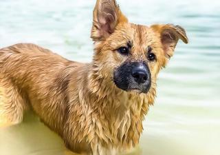bañar-perro-mar
