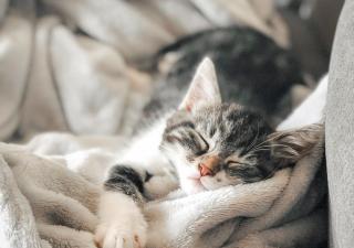 ¿Cómo dicen los gatos te quiero?