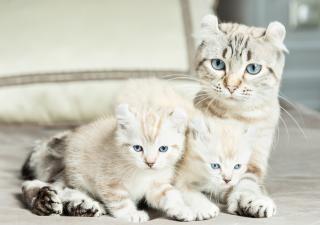 La adopción responsable se basa en entender que los perros y los gatos no son juguetes y que conllevan responsabilidades.