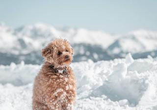 Invierno, perro 