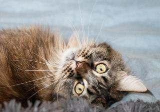 Por qué es importante desparasitar a tu gato aunque sea casero