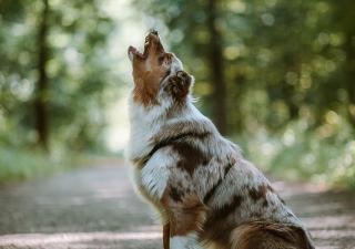 Qué hay que tener en cuenta con los perros grandes