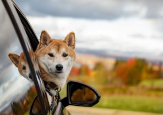 viajes mascotas