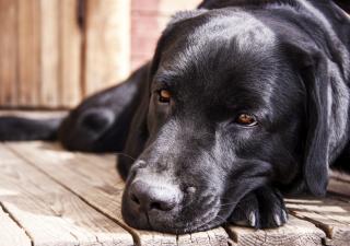 Cómo cuidar a tu perro anciano