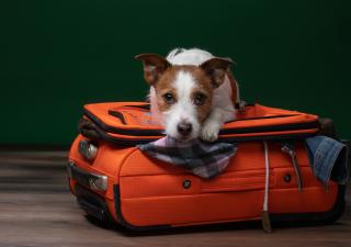 viajar con perros avión