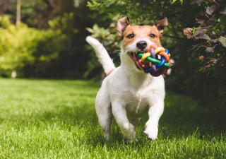 Consejos para disfrutar de tu perro en verano