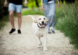 riesgos de llevar a tu perro suelto