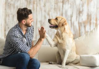 Cómo enseñar a mi perro a obedecer