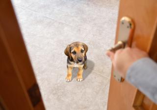 perro solo en casa